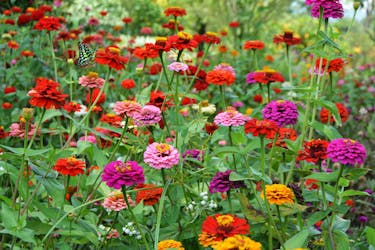 stauder frø frøkenhatt stauder frø frøkenhatt